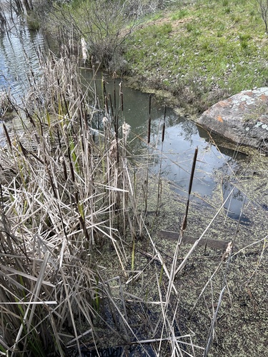 iNaturalist observation photo of broadleaf cattail