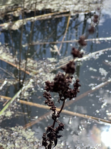 iNaturalist observation photo of curled dock