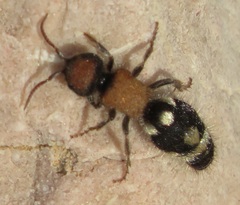 Ronisia brutia