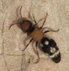 Ronisia brutia
