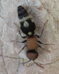 Ronisia brutia