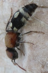Ronisia brutia