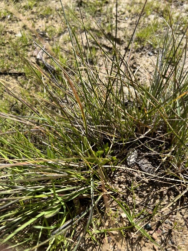 iNaturalist observation photo of purple needlegrass