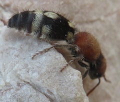 Ronisia brutia