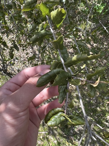 iNaturalist observation photo of coast live oak