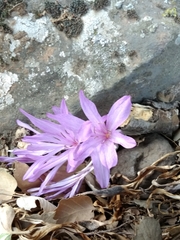 Colchicum feinbruniae