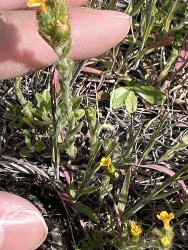 iNaturalist observation photo of Common Fiddleneck