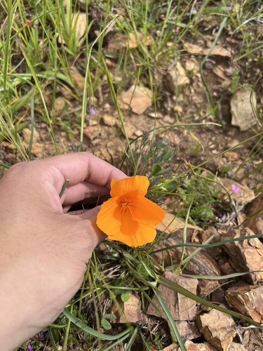 iNaturalist observation photo of California poppy