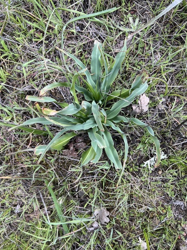 iNaturalist observation photo of wavy-leafed soap plant