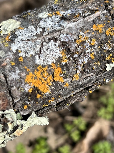 iNaturalist observation photo of Pacific Candleflame Lichen