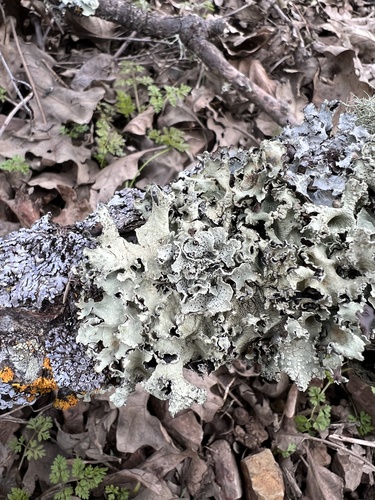 iNaturalist observation photo of Speckled Greenshield