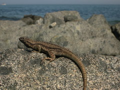 Microlophus quadrivittatus