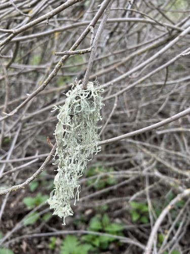 iNaturalist observation photo of lace lichen