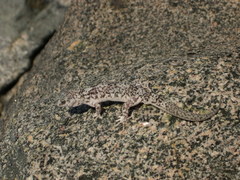 Phyllodactylus gerrhopygus