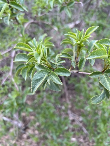 iNaturalist observation photo of blue elder