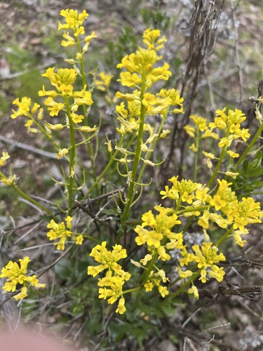 iNaturalist observation photo of American yellowrocket