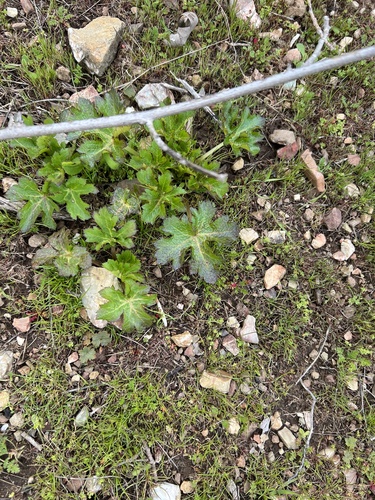 iNaturalist observation photo of Pacific Sanicle