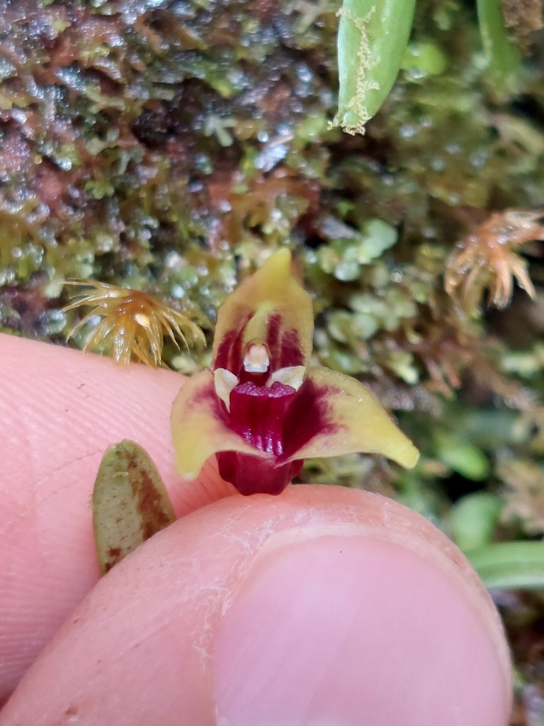 Masdevallia indecora