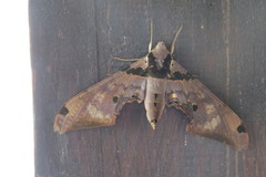 Adhemarius gannascus