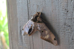 Adhemarius gannascus