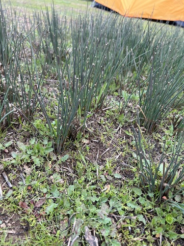 iNaturalist observation photo of Spreading Rush