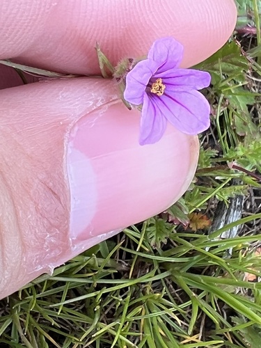 iNaturalist observation photo of Mediterranean Stork's-bill