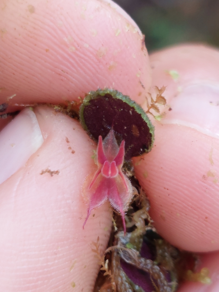 Lepanthes lycocephala
