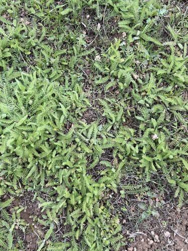 iNaturalist observation photo of common yarrow