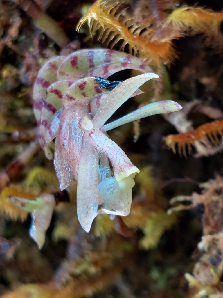 Epidendrum posadarum