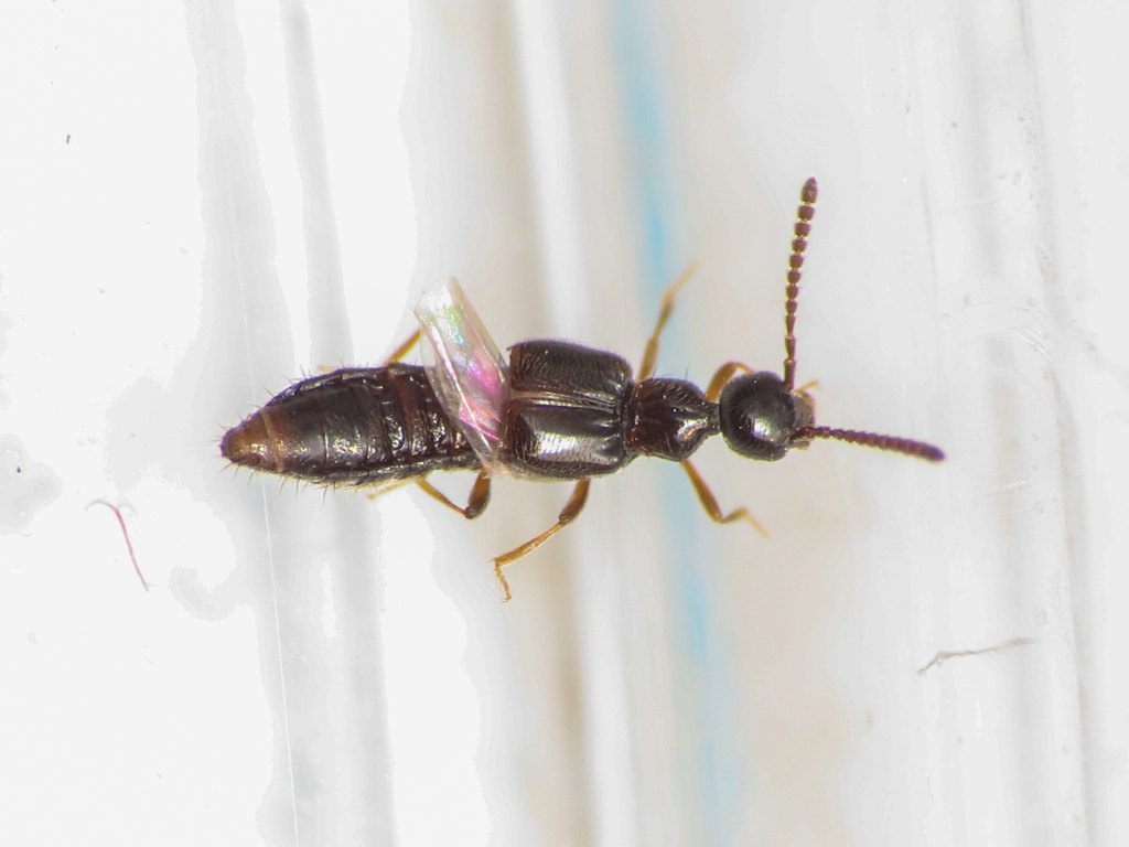 Rove beetle