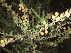 Vachellia hebeclada