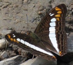 Adelpha alala