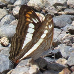 Adelpha alala