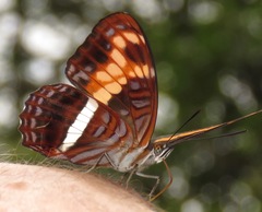 Adelpha sichaeus