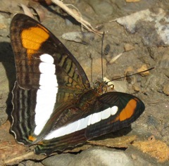 Adelpha thessalia
