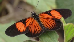 Castilia perilla