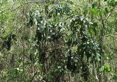 Anthurium clavigerum