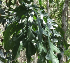 Anthurium clavigerum