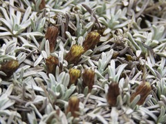 Lucilia kunthiana