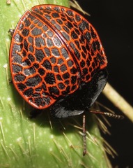 Botanochara subnervosa