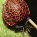Botanochara subnervosa - Photo (c) Rich Hoyer, algunos derechos reservados (CC BY-NC-SA), subido por Rich Hoyer