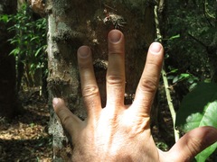 Brasiliopuntia brasiliensis