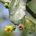 Brasiliopuntia brasiliensis - Photo (c) Rich Hoyer,  זכויות יוצרים חלקיות (CC BY-NC-SA), הועלה על ידי Rich Hoyer