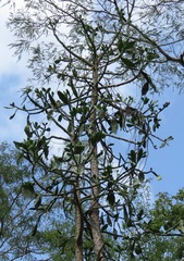 Brasiliopuntia brasiliensis