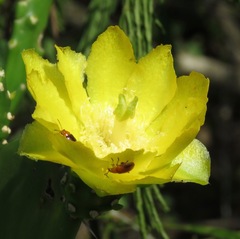 Brasiliopuntia brasiliensis