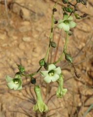 Chelonanthus