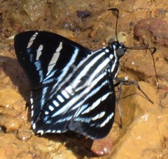 Jemadia albescens