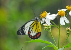 Delias hyparete luzonensis