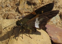 Epargyreus socus