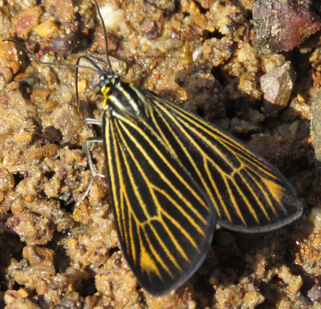 Erbessa cingulina